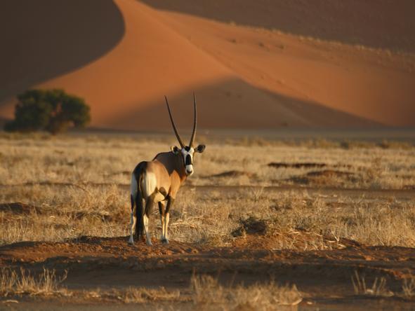 Sossusvlei Lodge - buck in desert